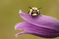 Pasque Flower, Cirencester, April 2020
