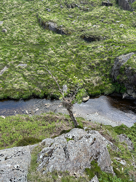 Carrion Crow, Elan Valley, June 2024
