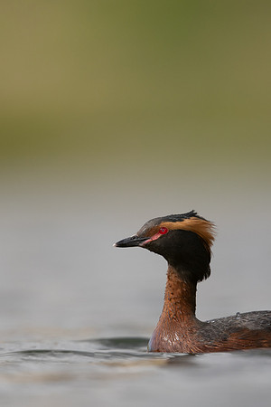 Slavonian Grebe, Iceland, May 2022