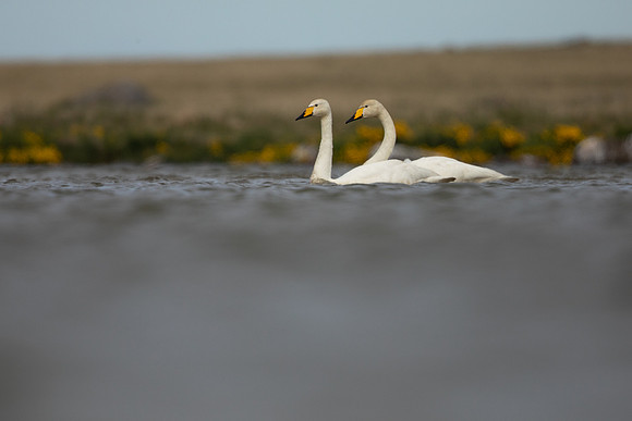 Whooper Swan, Snæfellsnes peninsula, Iceland, June 2022