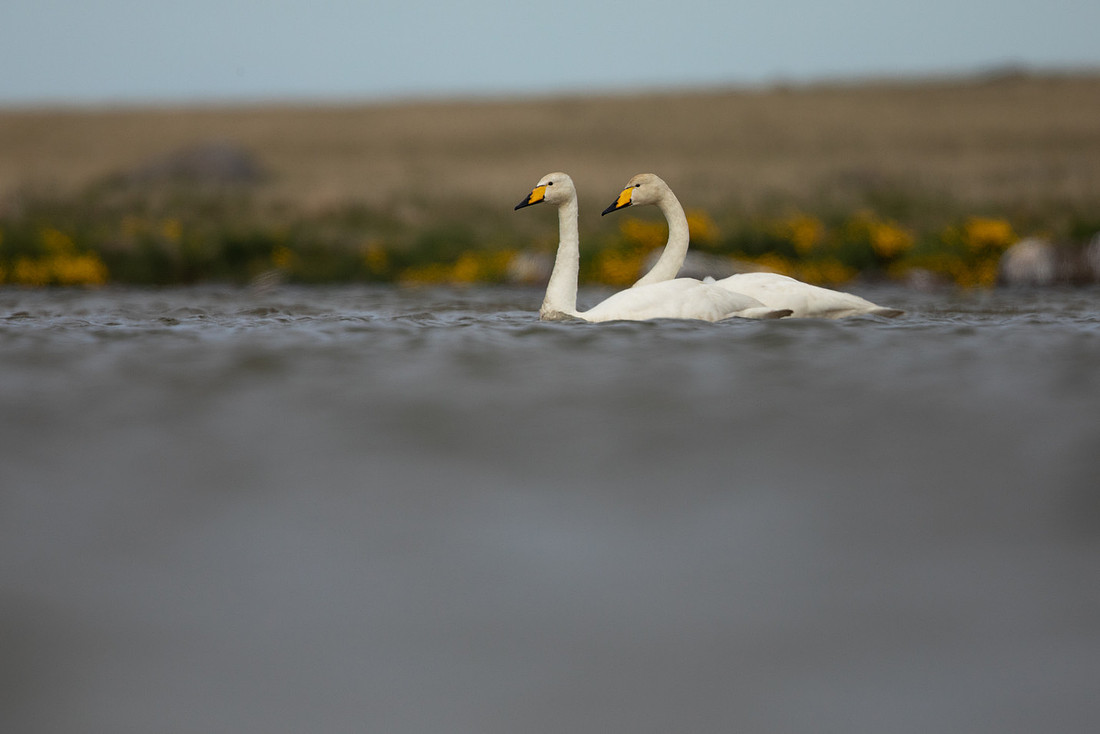 Whooper Swan, Snæfellsnes peninsula, Iceland, June 2022