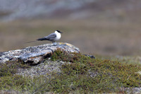 Long-tailed Skua, Áilegas fell, Finland, June 2025