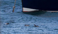 Brunnichs Guillemot, Portland Harbour December 2013