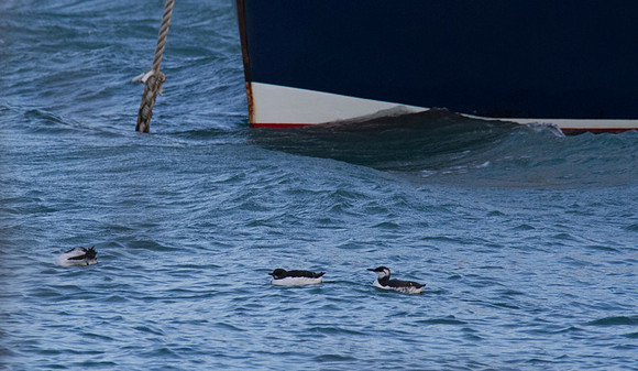Brunnichs Guillemot, Portland Harbour December 2013