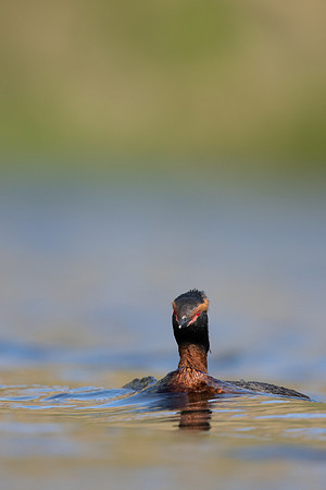 Slavonian Grebe, Iceland, May 2022
