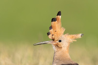 Hoopoe, Swansea, October 2024