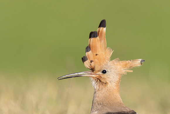 Hoopoe, Swansea, October 2024
