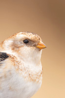Snow Bunting, Cairngorms, February  2024.