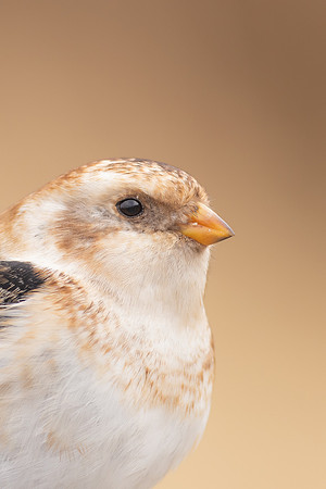 Snow Bunting, Cairngorms, February  2024.