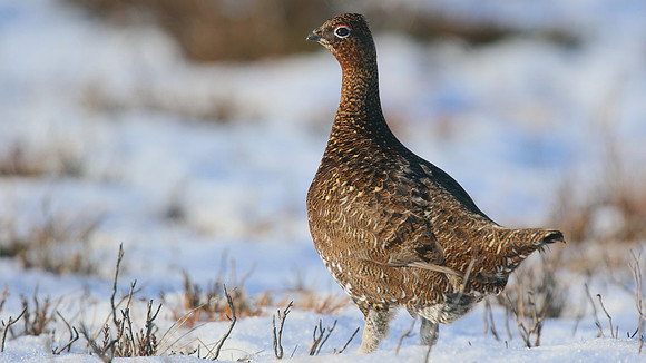 Red Grouse, Lochindorb, Feb 2015.