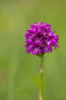 Pyramidal Orchid, Rudge Hill, July 2024