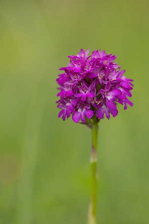 Pyramidal Orchid, Rudge Hill, July 2024