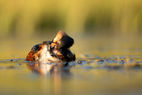 Slavonian Grebe, Iceland, May 2022
