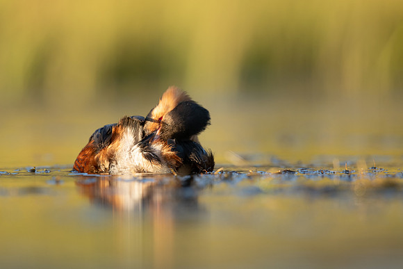 Slavonian Grebe, Iceland, May 2022