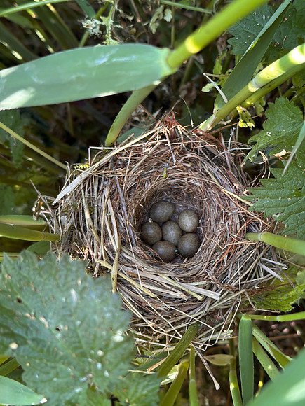 Sedge Warbler, Rockhampton, May 2025