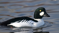 Goldeneye, Slimbridge, December 2014