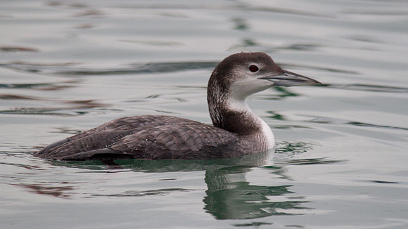 Great-nothern Diver, Brixham January 2014