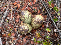 Nests