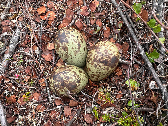 Whimbrel, Saariselka, Finland, June 2025