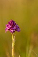 Pyramidal Orchid, Oldbury Power station, May 2021