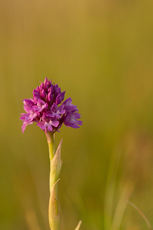 Pyramidal Orchid, Oldbury Power station, May 2021