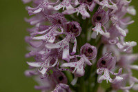Lady x Monkey Orchid, Hartslock, June 2025