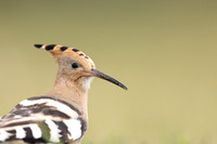 Hoopoe