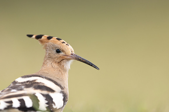 Hoopoe, Swansea, October 2024
