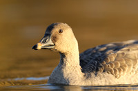Tundra Bean Goose, Brean,
