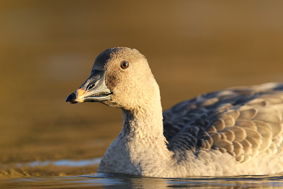 Tundra Bean Goose, Brean,