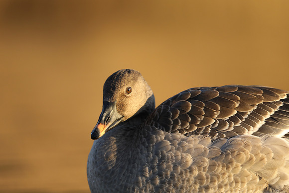 Tundra Bean Goose, Brean,