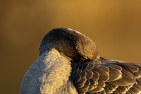 Tundra Bean Goose, Brean,