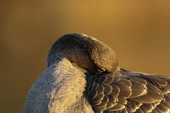 Tundra Bean Goose, Brean,