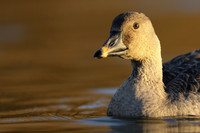 Tundra Bean Goose