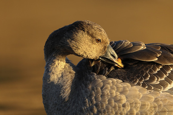 Tundra Bean Goose, Brean,