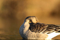 Tundra Bean Goose, Brean,