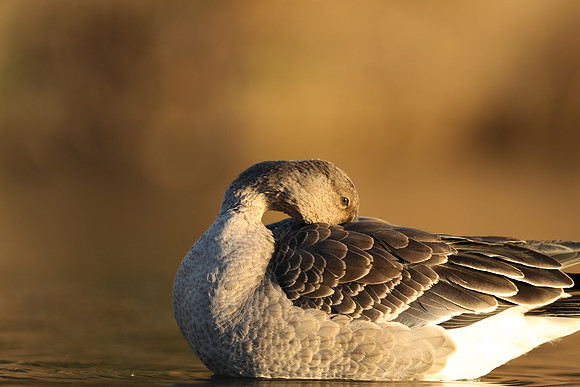 Tundra Bean Goose, Brean,