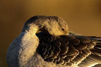 Tundra Bean Goose, Brean,