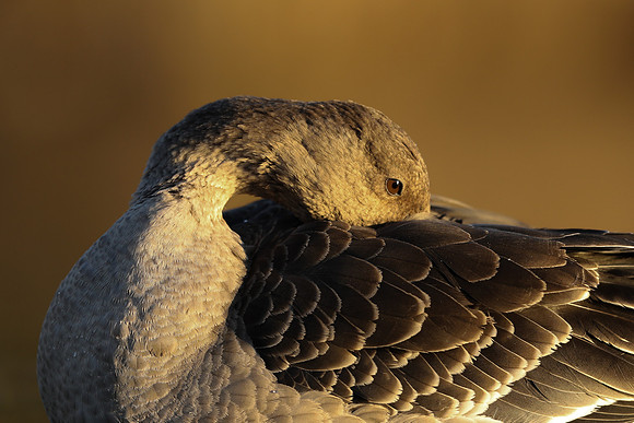 Tundra Bean Goose, Brean,