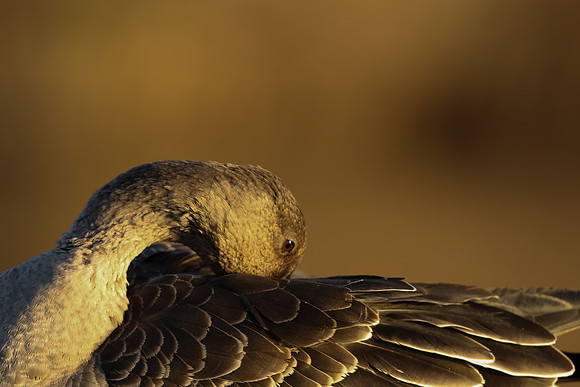 Tundra Bean Goose, Brean,