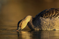 Tundra Bean Goose, Brean,