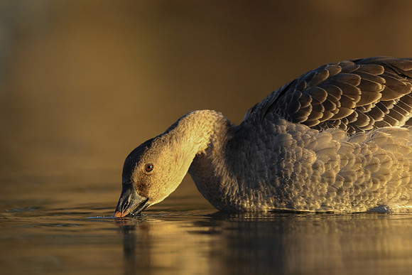 Tundra Bean Goose, Brean,