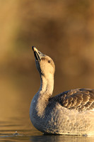 Tundra Bean Goose, Brean,