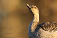 Tundra Bean Goose, Brean,