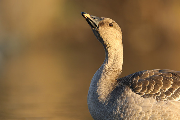 Tundra Bean Goose, Brean,