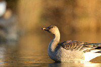 Tundra Bean Goose, Brean,