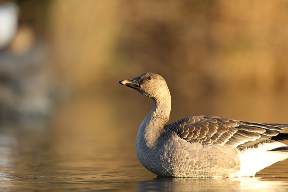 Tundra Bean Goose, Brean,