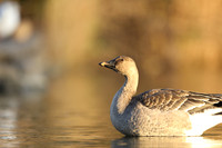 Tundra Bean Goose, Brean,