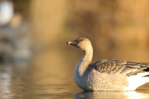 Tundra Bean Goose, Brean,