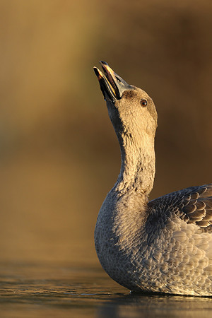 Tundra Bean Goose, Brean,